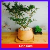 Cây Linh Sam - Cây cảnh sân vườn, giá 39.000đ, dễ trồng, thanh lọc không khí 10