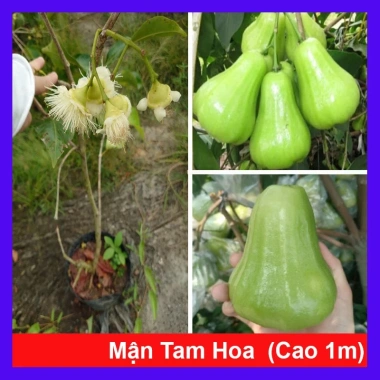 Cây mận xanh tam hoa lớn 80-120cm đang hoa trái, chậu ăn quả sân vườn giá 96.000đ