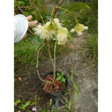 Cây mận xanh tam hoa lớn 80-120cm đang hoa trái, chậu ăn quả sân vườn giá 96.000đ