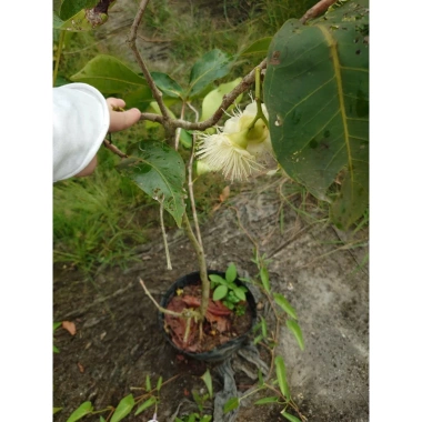 Cây mận xanh tam hoa lớn 80-120cm đang hoa trái, chậu ăn quả sân vườn giá 96.000đ