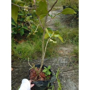 Cây mận xanh tam hoa lớn 80-120cm đang hoa trái, chậu ăn quả sân vườn giá 96.000đ