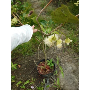 Cây mận xanh tam hoa lớn 80-120cm đang hoa trái, chậu ăn quả sân vườn giá 96.000đ