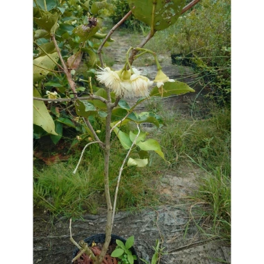 Cây mận xanh tam hoa lớn 80-120cm đang hoa trái, chậu ăn quả sân vườn giá 96.000đ