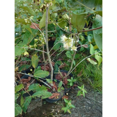 Cây mận xanh tam hoa lớn 80-120cm đang hoa trái, chậu ăn quả sân vườn giá 96.000đ