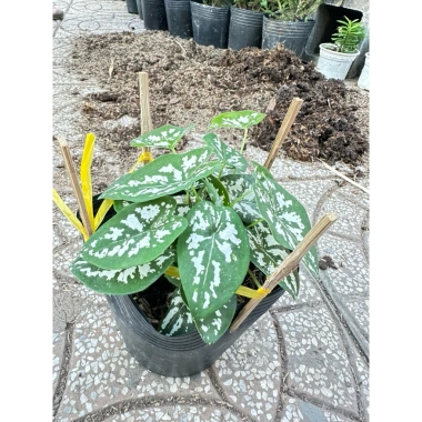 Cây Môn Đốm Bạch Hồ Điệp - Cây tróc bạc trang trí bàn văn phòng, nhà cửa, giá ưu đãi 59.000₫ 4 Cây Môn Đốm Bạch Hồ Điệp - Cây tróc bạc trang trí bàn văn phòng, nhà cửa, giá ưu đãi 59.000₫ 4