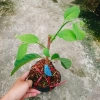 Cây Na Xiêm Na Thái cho trái siêu to khổng lồ, giảm còn 45.000₫ 2
