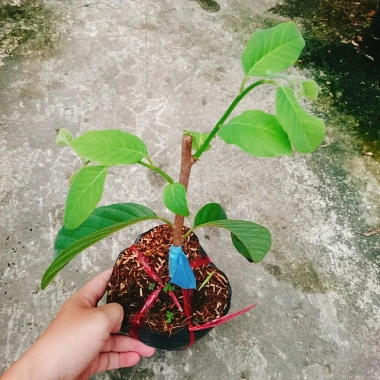 Cây Na Xiêm Na Thái cho trái siêu to khổng lồ, giảm còn 45.000₫