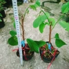 Cây Na Xiêm Na Thái cho trái siêu to khổng lồ, giảm còn 45.000₫ 3