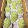 Cây Na Xiêm Na Thái cho trái siêu to khổng lồ, giảm còn 45.000₫ 4