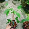 Cây Na Xiêm Na Thái cho trái siêu to khổng lồ, giảm còn 45.000₫ 6