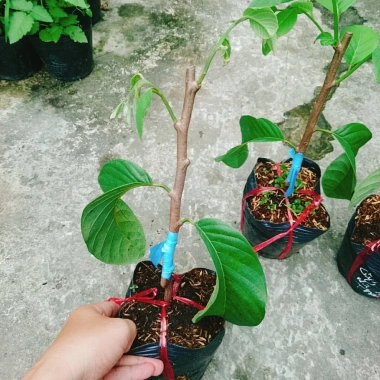 Cây Na Xiêm Na Thái cho trái siêu to khổng lồ, giảm còn 45.000₫