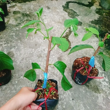 Cây Na Xiêm Na Thái cho trái siêu to khổng lồ, giảm còn 45.000₫ 9 Cây Na Xiêm Na Thái cho trái siêu to khổng lồ, giảm còn 45.000₫ 9