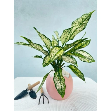 Cây Ngọc Ngân giàu sang, Quà tặng, trang trí nhà, không chậu sứ, 79.000đ 4