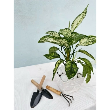 Cây Ngọc Ngân giàu sang, Quà tặng, trang trí nhà, không chậu sứ, 79.000đ 5