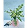 Cây Ngọc Ngân giàu sang, Quà tặng, trang trí nhà, không chậu sứ, 79.000đ 6