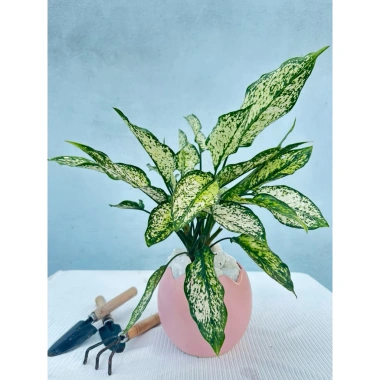 Cây Ngọc Ngân giàu sang, Quà tặng, trang trí nhà, không chậu sứ, 79.000đ 6