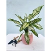Cây Ngọc Ngân giàu sang, Quà tặng, trang trí nhà, không chậu sứ, 79.000đ 7