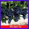 Cây nho ngón tay đen không hạt - Cây ăn quả chất lượng, giá chỉ 85.000đ