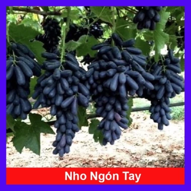 Cây nho ngón tay đen không hạt - Cây ăn quả chất lượng, giá chỉ 85.000đ
