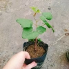 Cây nho ngón tay đen không hạt - Cây ăn quả chất lượng, giá chỉ 85.000đ 6