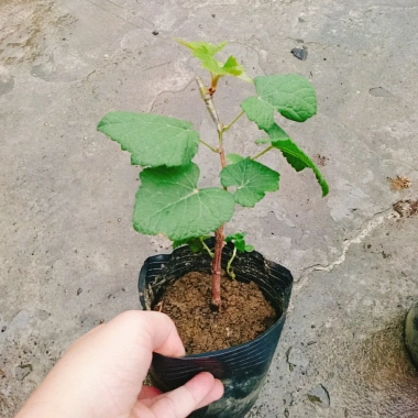 Cây nho ngón tay đen không hạt - Cây ăn quả chất lượng, giá chỉ 85.000đ