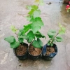 Cây nho ngón tay đen không hạt - Cây ăn quả chất lượng, giá chỉ 85.000đ 8