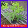 Cây Rau Mỳ Chính (Rau Bina Chaya) Cao 30-50cm, dinh dưỡng dồi dào, tốt cho sức khỏe, giá ưu đãi 45.000₫