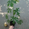 Cây Rau Mỳ Chính (Rau Bina Chaya) Cao 30-50cm, dinh dưỡng dồi dào, tốt cho sức khỏe, giá ưu đãi 45.000₫ 2