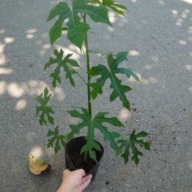 Cây Rau Mỳ Chính (Rau Bina Chaya) Cao 30-50cm, dinh dưỡng dồi dào, tốt cho sức khỏe, giá ưu đãi 45.000₫