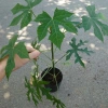 Cây Rau Mỳ Chính (Rau Bina Chaya) Cao 30-50cm, dinh dưỡng dồi dào, tốt cho sức khỏe, giá ưu đãi 45.000₫ 3
