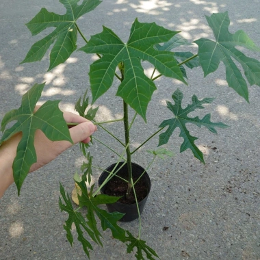 Cây Rau Mỳ Chính (Rau Bina Chaya) Cao 30-50cm, dinh dưỡng dồi dào, tốt cho sức khỏe, giá ưu đãi 45.000₫