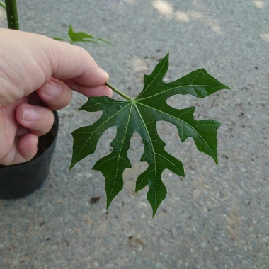 Cây Rau Mỳ Chính (Rau Bina Chaya) Cao 30-50cm, dinh dưỡng dồi dào, tốt cho sức khỏe, giá ưu đãi 45.000₫