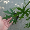 Cây Rau Mỳ Chính (Rau Bina Chaya) Cao 30-50cm, dinh dưỡng dồi dào, tốt cho sức khỏe, giá ưu đãi 45.000₫ 5