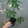 Cây Rau Mỳ Chính (Rau Bina Chaya) Cao 30-50cm, dinh dưỡng dồi dào, tốt cho sức khỏe, giá ưu đãi 45.000₫ 6