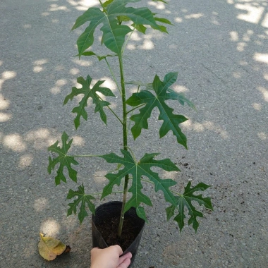 Cây Rau Mỳ Chính (Rau Bina Chaya) Cao 30-50cm, dinh dưỡng dồi dào, tốt cho sức khỏe, giá ưu đãi 45.000₫