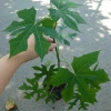 Cây Rau Mỳ Chính (Rau Bina Chaya) Cao 30-50cm, dinh dưỡng dồi dào, tốt cho sức khỏe, giá ưu đãi 45.000₫ 8