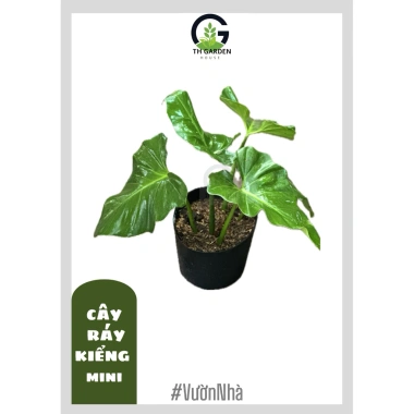 Cây Ráy Kiểng Odora Mini - Alocasia odora, tài lộc sức khỏe, trồng trong nhà, 79,000 VND