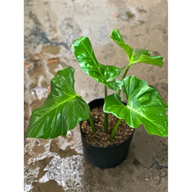Cây Ráy Kiểng Odora Mini - Alocasia odora, tài lộc sức khỏe, trồng trong nhà, 79,000 VND 2 Cây Ráy Kiểng Odora Mini - Alocasia odora, tài lộc sức khỏe, trồng trong nhà, 79,000 VND 2