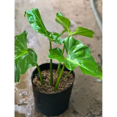 Cây Ráy Kiểng Odora Mini - Alocasia odora, tài lộc sức khỏe, trồng trong nhà, 79,000 VND