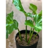Cây Ráy Kiểng Odora Mini - Alocasia odora, tài lộc sức khỏe, trồng trong nhà, 79,000 VND 4