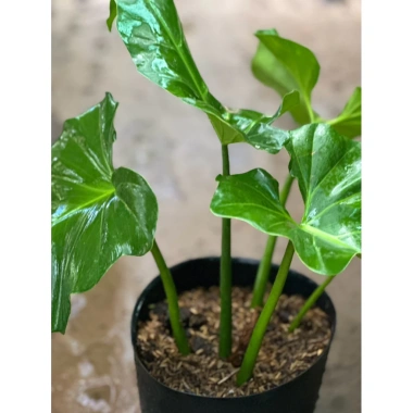Cây Ráy Kiểng Odora Mini - Alocasia odora, tài lộc sức khỏe, trồng trong nhà, 79,000 VND