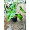 Cây Ráy Kiểng Odora Mini - Alocasia odora, tài lộc sức khỏe, trồng trong nhà, 79,000 VND 5