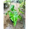 Cây Ráy Kiểng Odora Mini - Alocasia odora, tài lộc sức khỏe, trồng trong nhà, 79,000 VND 6