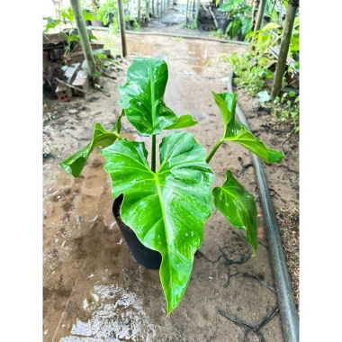 Cây Ráy Kiểng Odora Mini - Alocasia odora, tài lộc sức khỏe, trồng trong nhà, 79,000 VND