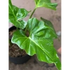 Cây Ráy Kiểng Odora Mini - Alocasia odora, tài lộc sức khỏe, trồng trong nhà, 79,000 VND 7