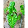 Cây Ráy Kiểng Odora Mini - Alocasia odora, tài lộc sức khỏe, trồng trong nhà, 79,000 VND 8