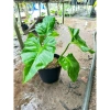 Cây Ráy Kiểng Odora Mini - Alocasia odora, tài lộc sức khỏe, trồng trong nhà, 79,000 VND 9