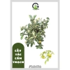 Cây Tắc Cẩm Thạch Quất Cẩm Thạch - Tắc Trái Sọc Dưa Đẹp, Đã Có Trái Ăn Được, Giá Ưu Đãi 79.000₫