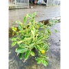 Cây Tắc Cẩm Thạch Quất Cẩm Thạch - Tắc Trái Sọc Dưa Đẹp, Đã Có Trái Ăn Được, Giá Ưu Đãi 79.000₫ 7