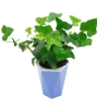Cây thường xuân treo lọc không khí – Tiệm cây xanh lá, Giá 150.000đ (Giảm 40.500đ) 3